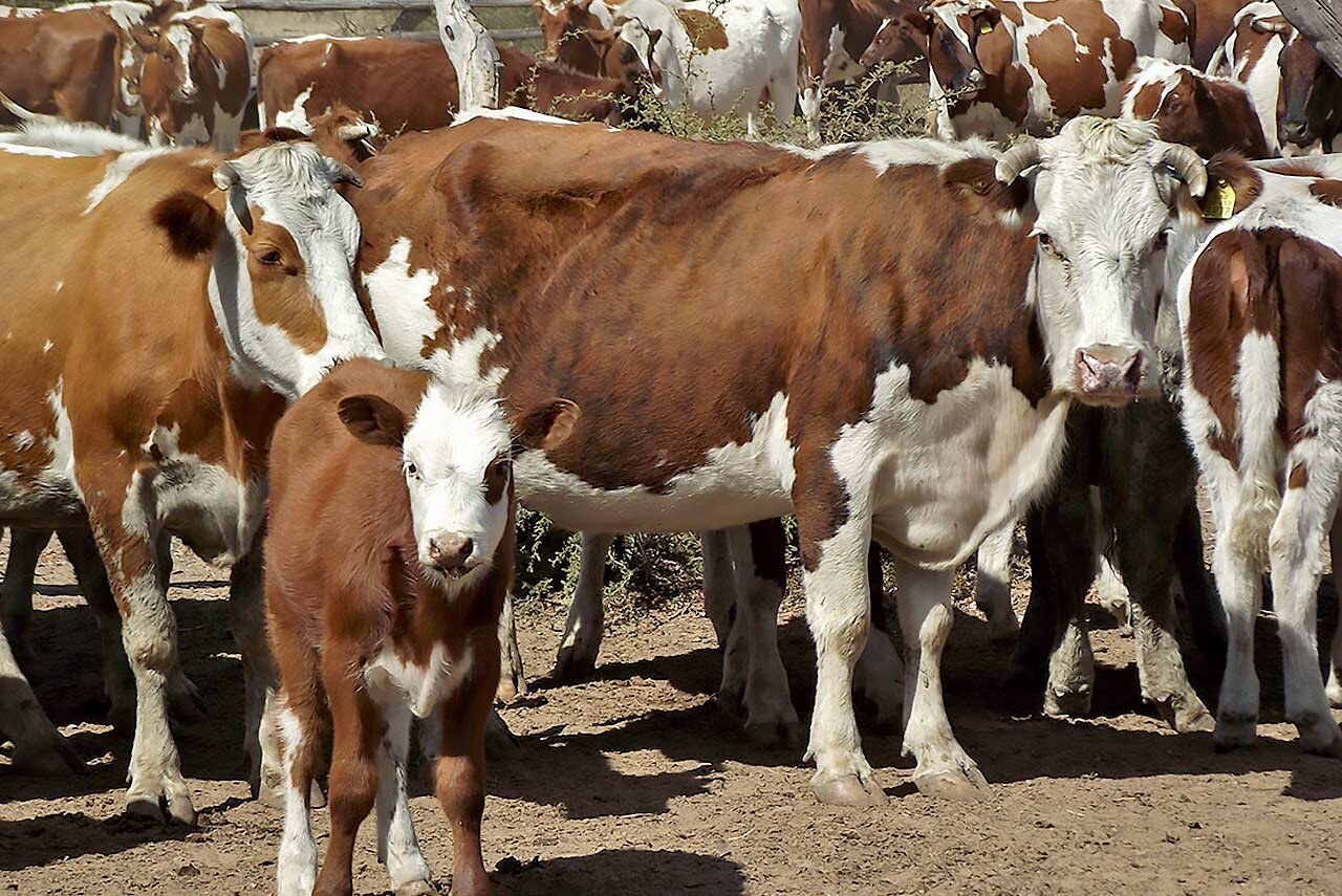 La Paz se prepara para su tradicional Feria Ganadera 2025: capacitación, remate y cultura rural