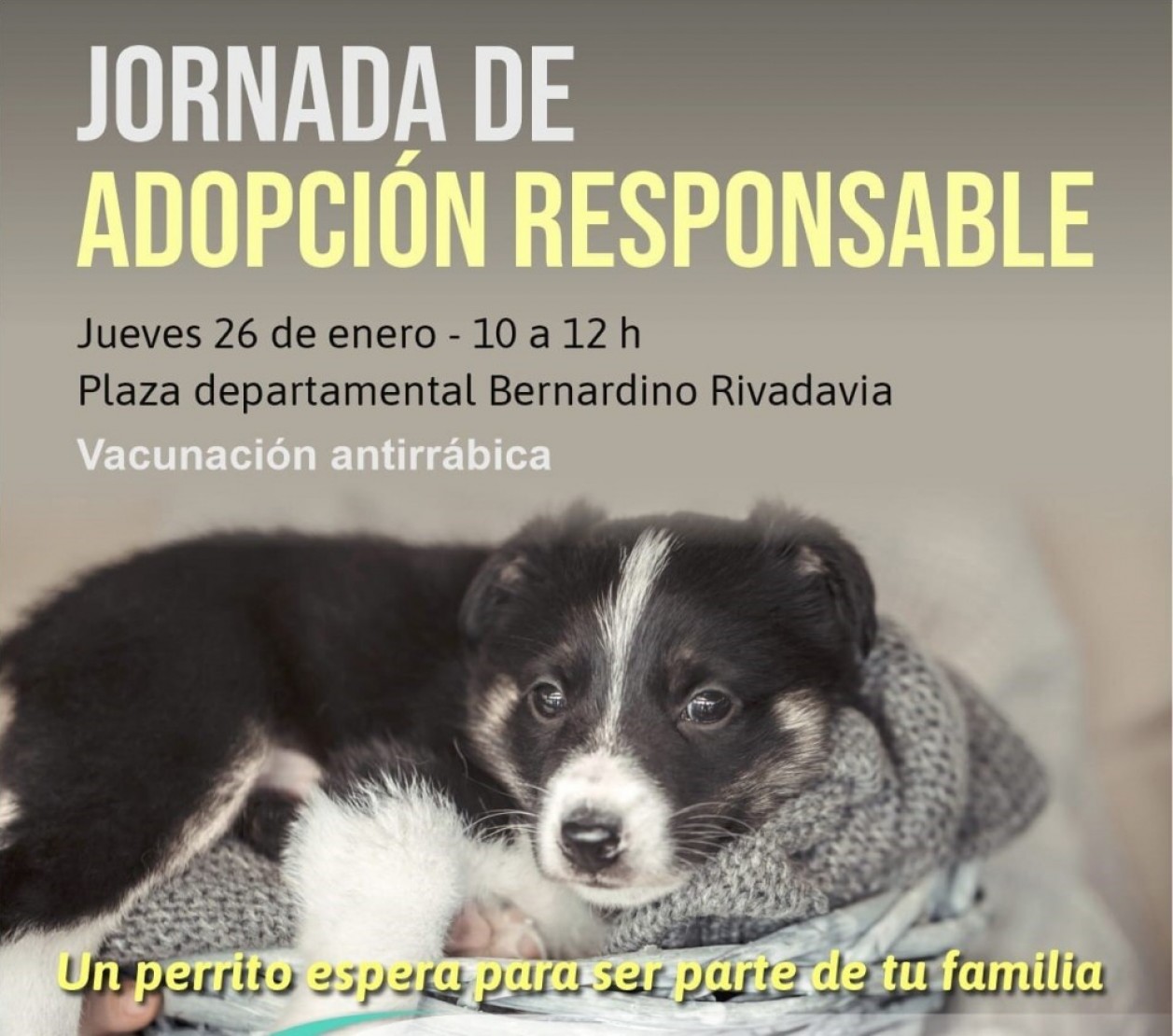 Jornada de adopci&oacute;n responsable y vacunaci&oacute;n antirr&aacute;bica en Rivadavia