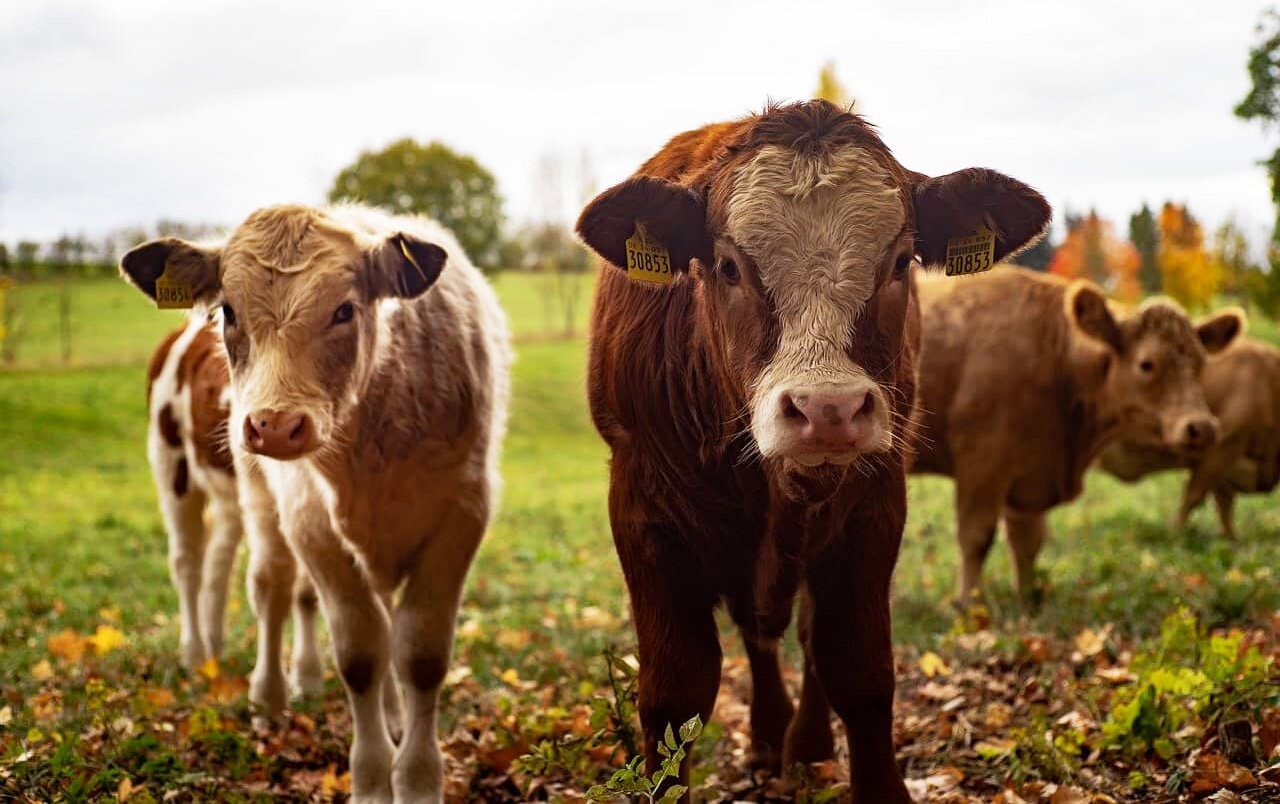 Se Anuncia la Llegada de una Nueva Edici&oacute;n de la Jornada de Actualizaci&oacute;n Ganadera en La Paz