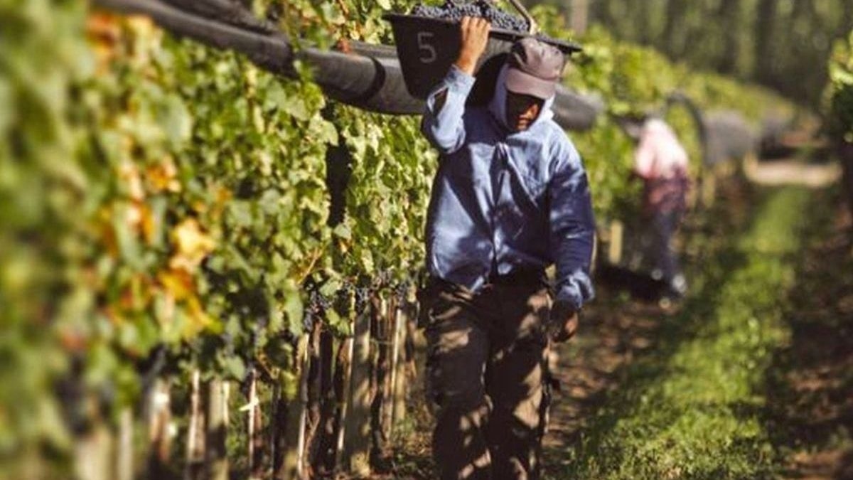 Vendimia amarga: la crisis que el 