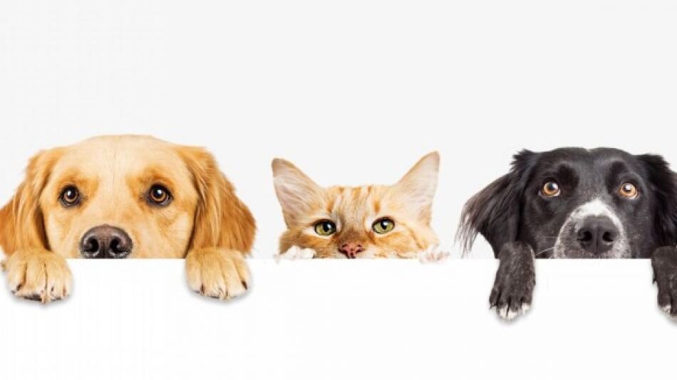 CEPI N&deg; 346 celebra el D&iacute;a del Animal con una jornada especial en Santa Rosa 