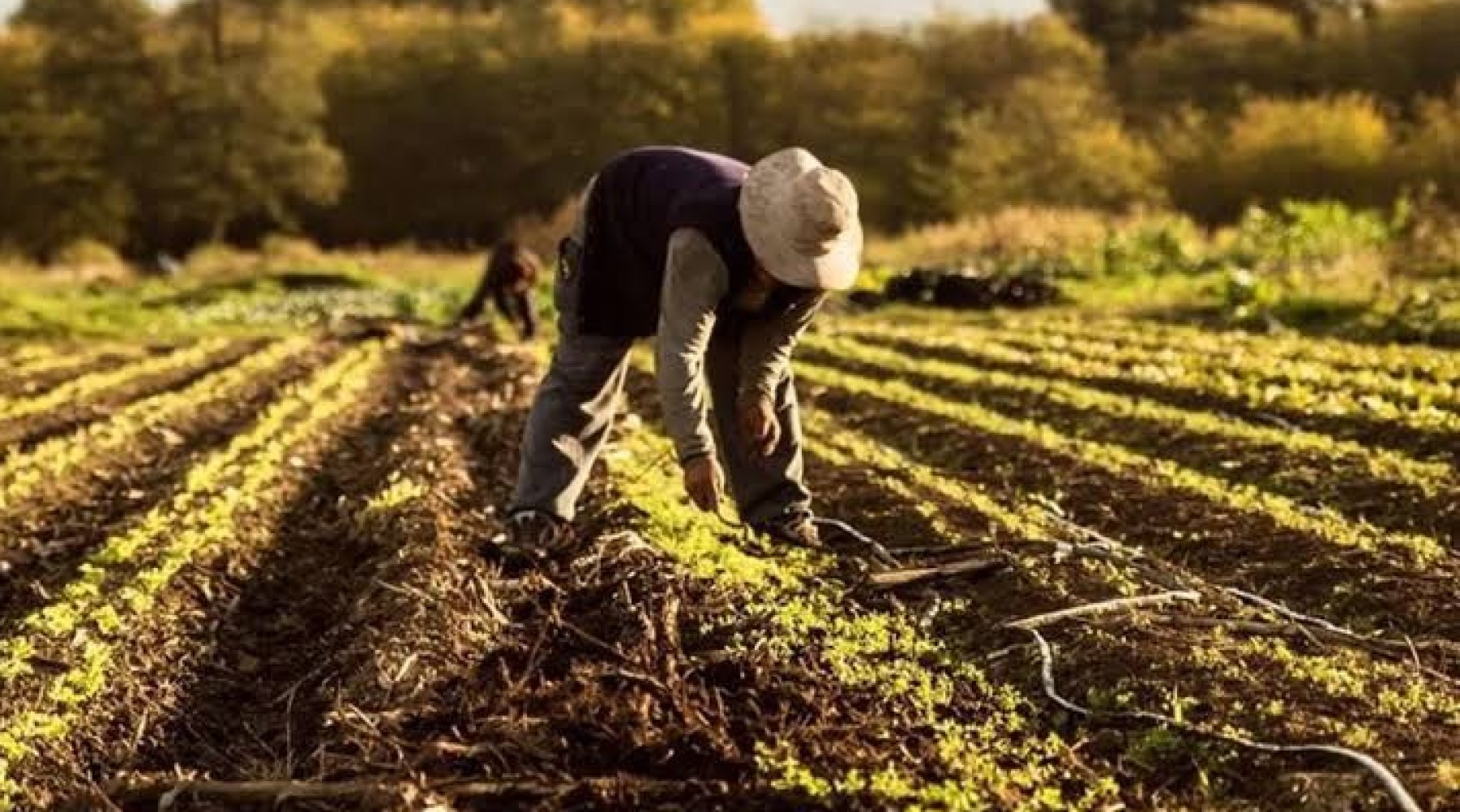 Econom&iacute;as regionales en rojo: Coninagro advierte por la crisis del vino mendocino y otros sectores clave